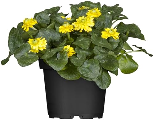 Ranunculus ficaria 9x9 cm Topf – Winterhart, Mehrjährig, Pflegeleicht – Scharbockskraut – Bodendecker für Schatten & Unterpflanzung