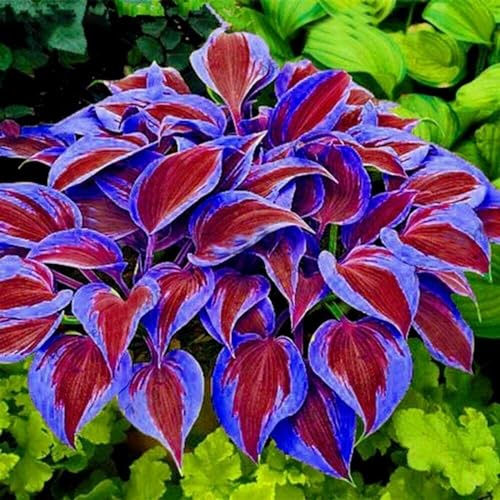Hosta/Crop for Planting Now UK/Strong Plants That Grow Well/Mix Golden Jade Carving Feels