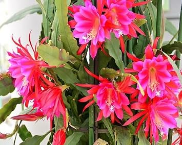 100pcs Pink Epiphyllum Flower Seeds