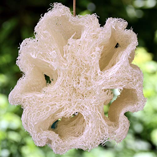 Nilecart Natural Organic 22 In Egyptian Loofah Sponges, Large Exfoliating Shower Loofah Body Scrubbers Spa Beauty Bath And Radiant Skin (One Whole Loofah 22") #TOP3