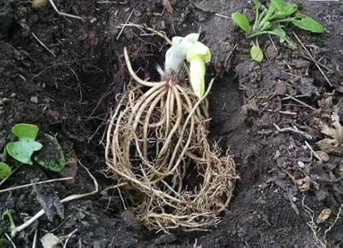 5 GladTidings Bareroot Hosta - Thumbnail 2