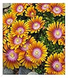 BALDUR Garten Bodendecker Delosperma 'Fire Spinner®' Eisblumen, 3 Pflanzen, Steingarten, winterharte Staude, trockenresistent, mehrjährig, bienenfreundlich, blühend, Delosperma congestum