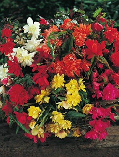 Begonien pendula hängend gemischt gefüllt Blumenzwiebeln Knollenbegonie (3 Blumenzwiebeln)