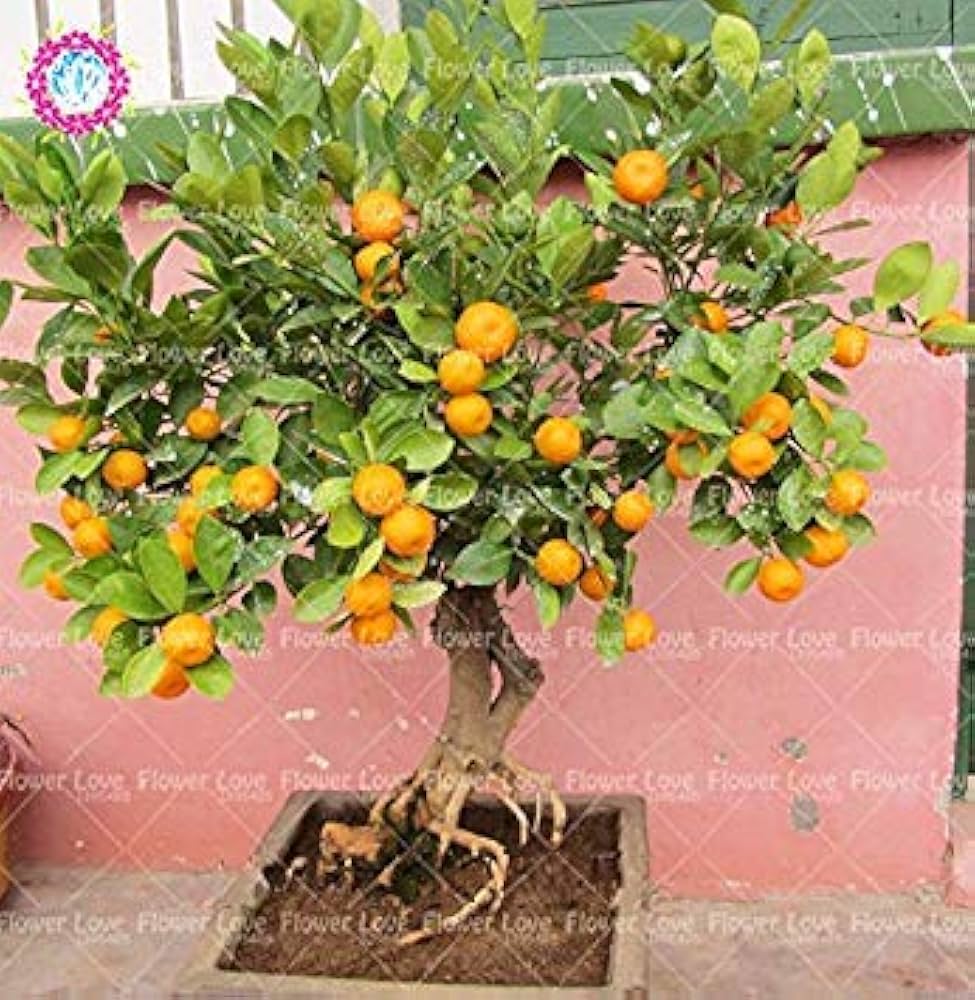 Vistaric 40 STCKE Mini Orangenbaum Samen Topf Organische Essbare Frucht  Samen Bonsai Top Qualitt Orangenbaum Samen Mehrjhrige Gartenpflanzen :  Amazon.de: Garten