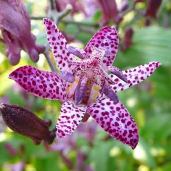 Amazon 山野草 ホトトギス 東雲 しののめ 花