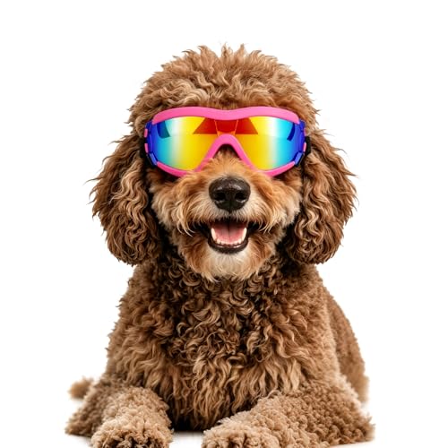 Lunettes de protection pour chien souffrant de sensibilité oculaire au soleil