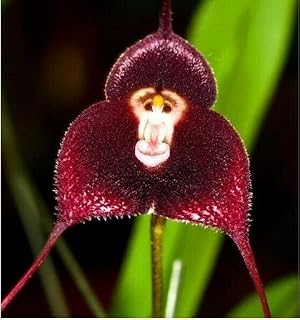 50 pezzi in Vaso Perù Monkey Face Orchid Semi, Orchis Simia anziano Phalaenopsis Bonsai Piante semi di Fiore, più il dono misterioso: Only Seeds