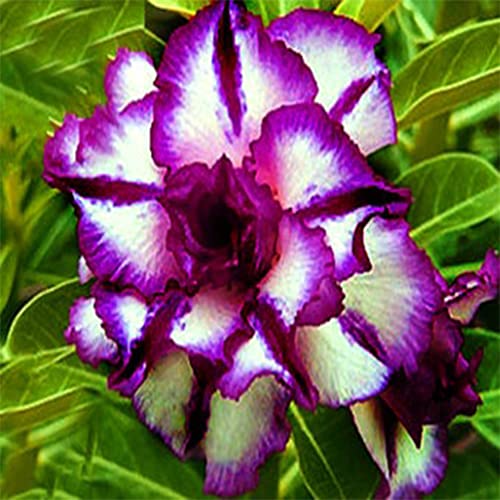 Qauzuy Garden 8 Double White And Purple Desert Rose Seeds Adenium Obesum Exotic Tropical Flower Seed Flowers Bloom Perennial, Potted Plant & Bonsai, Easy To Grow #TOP2