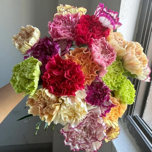 semi di garofano da balcone, vecchie varietà di garofano selvatico resistenti, serre da balcone regali per giardinieri decorazione rare esotiche decorazione 85pcs