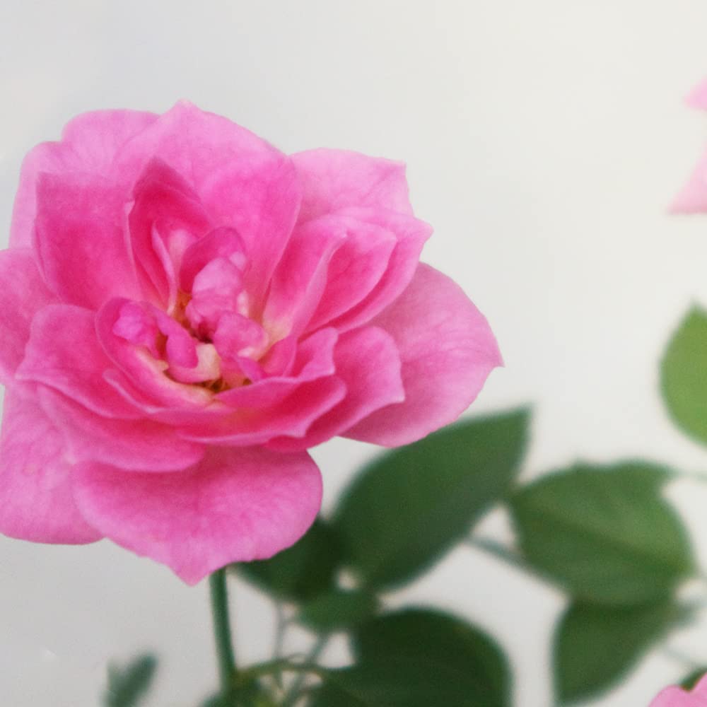 Amazon.co.jp: ミニ薔薇 サクライロ 3.5号鉢【品種で選べる薔薇苗/1個