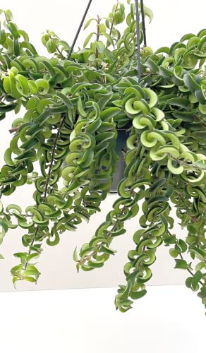 IndoorPlantsParadise - Aeschynanthus Twister Hanging Plant | Lipstick Plant - Pot Size 15cm