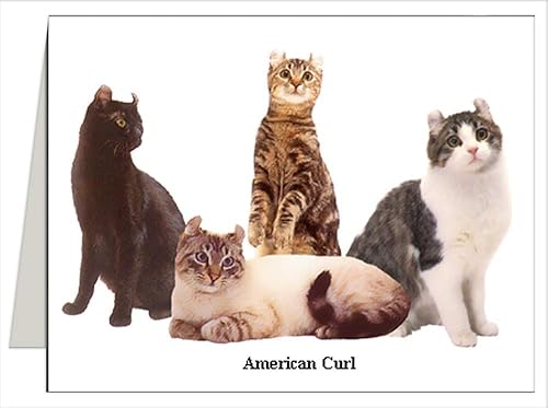 Amazon Com American Curl Cat Note Cards Handmade Products