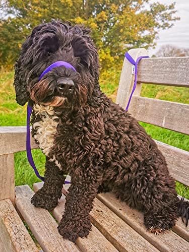 UniWalker Figure of 8 Training Lead For Dogs That Pull. Soft, Padded.& Comfortable. 3 Leads in 1. Purple