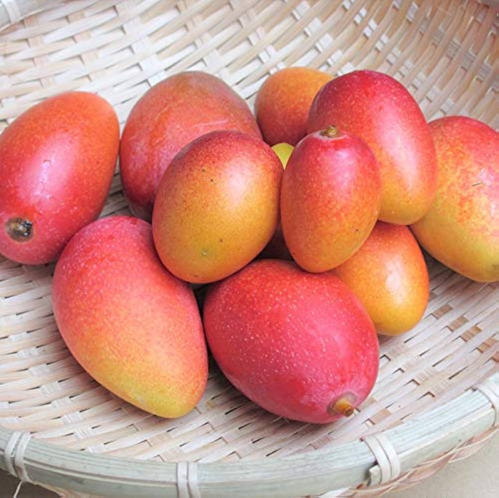 Amazon.co.jp: ミニマンゴー 優品5kg 沖縄県産 : 食品・飲料・お酒