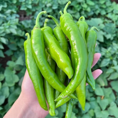 semillas de pepperoni - chile de interior, para balcón, chile de invierno, 500pcs