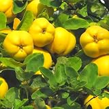 Yellow Quince Tree, Well-Rooted Fruit Tree, 2-3 Ft Tall