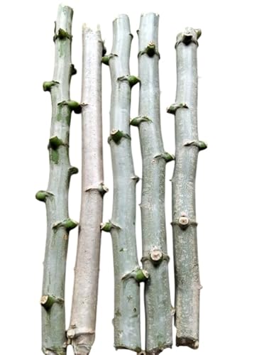 5 Cassava Plant Cuttings for Cassava Roots, Sweet Cassava Tuber, Yuca Tree No Roots, Easy Grow from Cutting, 6-8 Inch Long