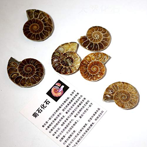 ULTECHNOVO Modelo 2Pcs Paleontologia Fósseis Fóssil Da Amonita Enfeites Parágrafo Escritório Decoraç