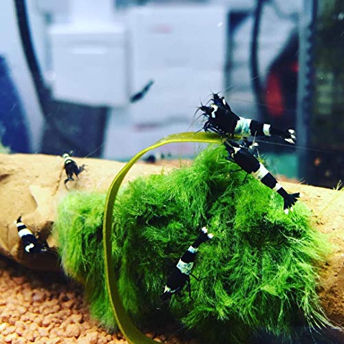 NatureHolic - AlgaePlate Naturbeschnitt - für Aufwuchsfresser & Wochenendfutter für Garnelen, Schnecken und Welse im Aquarium - 10 g