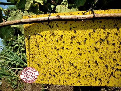 Image of Chipku A5 Yellow Sticky Trap for Insects Pack of 25 Sheets| for Garden & Agriculture to Control Whiteflies, Aphids, Thrips, Jassids| Fly Catcher Insect Catcher Glue Trap for 100% Results