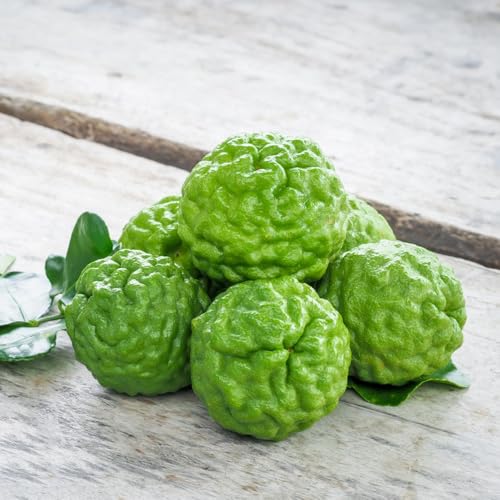 lima kaffir resistentes jardín de semillas de cama elevada bonsái interior semillas decoración balcones columnares 500pcs