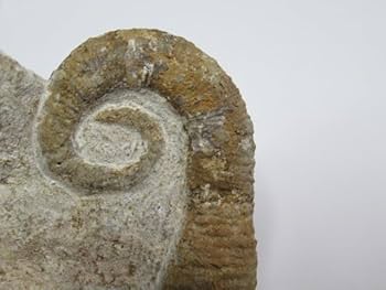 Amazon.co.jp: 異常巻きアンモナイトアンキロセラスモロッコNo