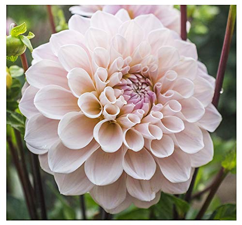 Sweet Miss Nathalie Dahlia - 5 Gallon Size Bare Root Tuber