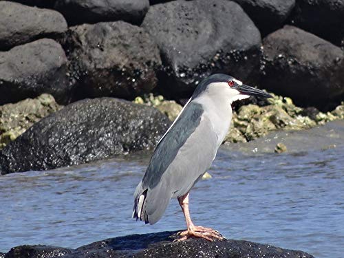 Auku'u Water Bird Heron Night Heron Coast Sea-20 Inch By 30 Inch Laminated Poster With Bright Colors And Vivid Imagery-Fits Perfectly In Many Attractive Frames