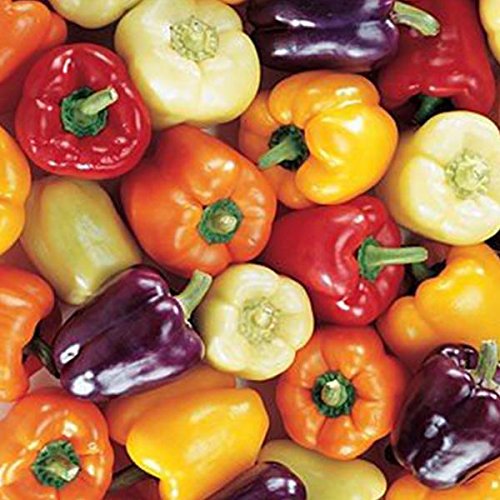 Palm Beach Medicinal Herbs - Mini Bell Pepper - Packet of 20 Seeds