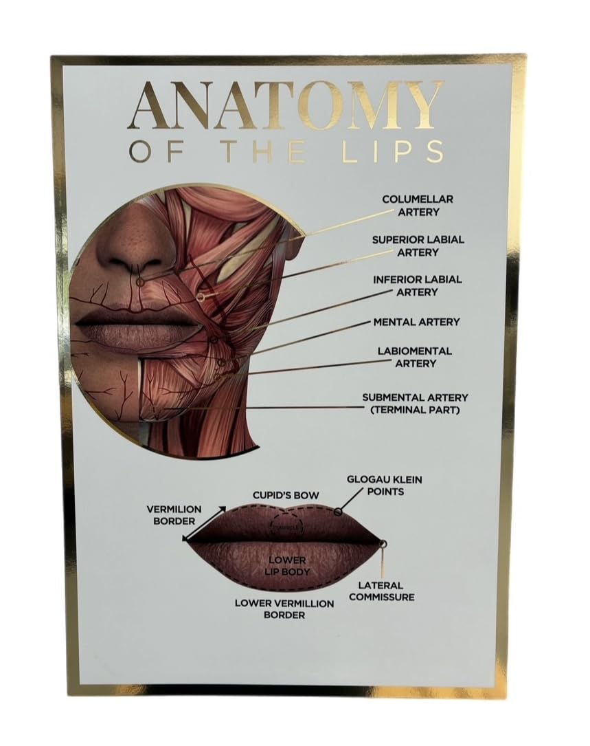 Qualiprint Human Anatomy Poster Quadruple Pack - Skin, Lips, Nerves of the Face, Superficial Fat Pads - Image 4