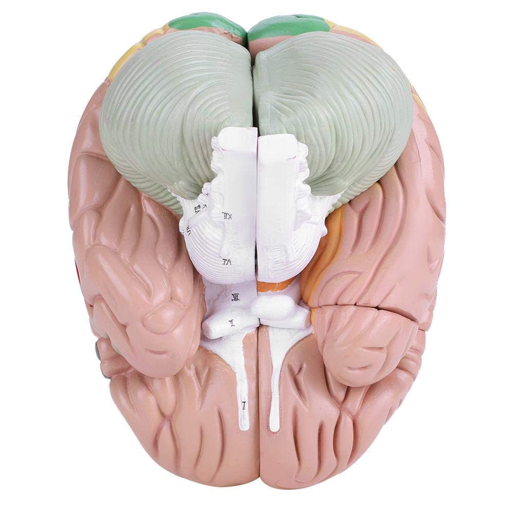 Modello didattico, modello di cervello umano, modello di cervello medico, struttura del cervello in 4 parti 1:2, modello dimostrativo del cervello in PVC con codice colore suddiviso in partizioni med