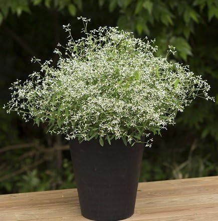 Amazon 宿根草 ユーフォルビア グリッツ ２株セット 花