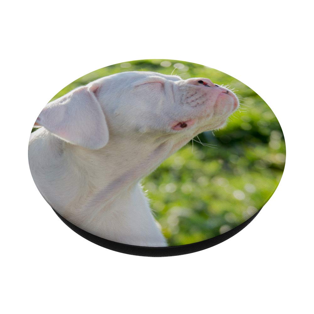 How Much Is A White Boxer Puppy