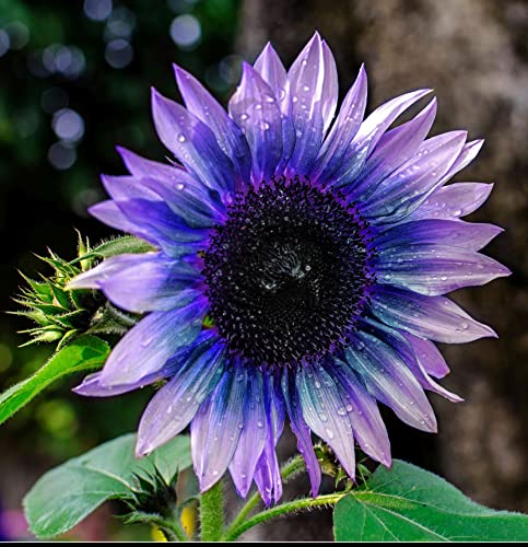 Sunflower Seeds for Planting 50 Pcs Seeds Rare Exotic Purple Garden Seeds Sunflowers