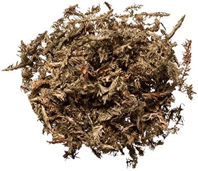 Plum Dragon Shen Jin Cao (Japanese Clubmoss) | Lycopodium Clavatum | Chinese Herb, 1 Lb.