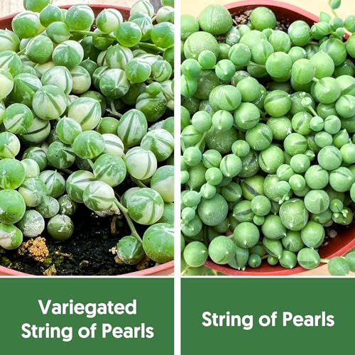 Rare Succulent 4" Variegated String of Pearls, Live Succulents Plants Fully Rooted in Grower Pots, Easy-Care House Plant for DIY, Home Office Décor Rare Succulent 4" Variegated String of Pearls, Live Succulents Plants Fully Rooted in Grower Pots, Easy-Care House Plant for DIY, Home Office Décor