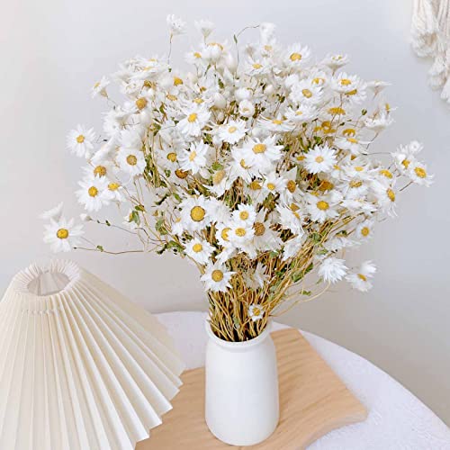 Ramo de Flores Secas Margarita Blanca 250 unidades miniatura 5