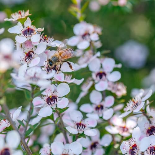 semi di manuka, Le da giardino sono perenni resistenti sempreverdi, rustiche, siepi, arbusti resistenti per giardino, 350pcs