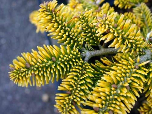 Golden Spreader Nordman Fir 2- Year Plant