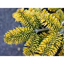 Golden Spreader Nordman Fir 2- Year Plant