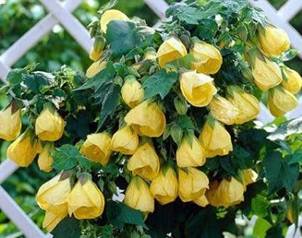 See full amazon price history chart for Yellow Lantern Hibiscus Little Sunshine Lucky Joba Lanthana Hanging Hibiscus schizopetalus Spider Hibiscus Fringed rosemallow Japanese Lantern Coral Hibiscus live Plant Healthy Tree Yellow Lantern Hibiscus Little Sunshine Lucky Joba Lanthana Hanging Hibiscus schizopetalus Spider Hibiscus Fringed rosemallow Japanese Lantern Coral Hibiscus live Plant Healthy Tree (B0CGMDG3VD) Amazon Price History, Amazon Price Tracker