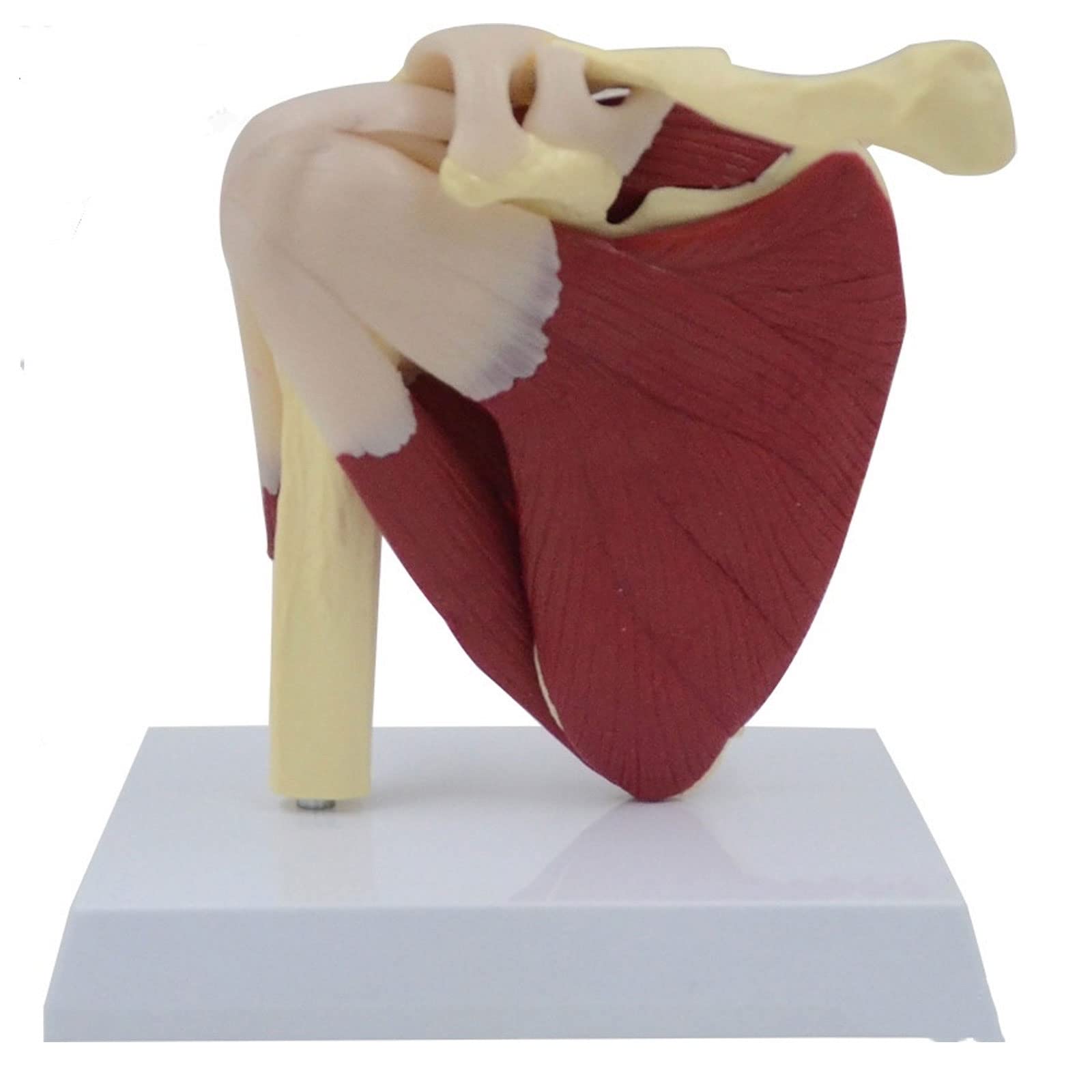 Buy Anatomical Human Functional Shoulder Joint Model Shoulder Joint