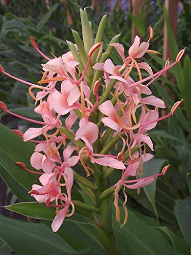 FernsFly® Enhance Your Home and Garden with Double-Flowering Hedychium Ginger Lily Bulbs Fragrant Night Bloomers for Indoor Decor and Outdoor Landscapes (Pack Of 1 Pink Princess) (B08W26TLVS) Amazon Price History, Amazon Price Tracker