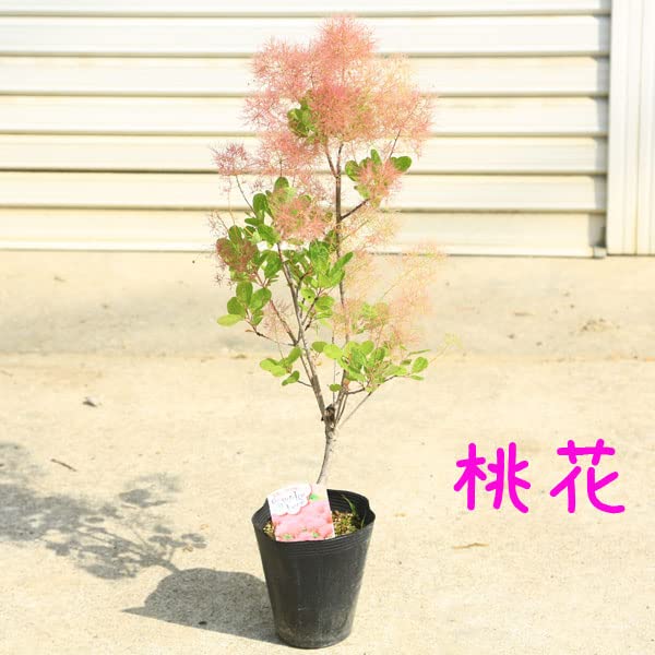 スモークツリー出荷中！ スモークツリー3号ポット苗 4本 おみつくろいセット〈花光園