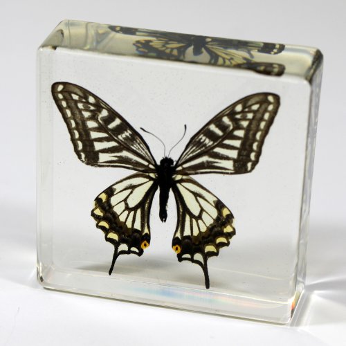 Realbug BF12 Asian Swallowtail Butterfly Paperweight thumb #3