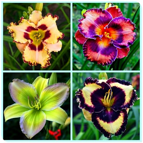 Bulbos de Hemerocallis - Ideal para Borduras Soleadas - Matas Voluminosas y Decorativas-8 Bulbos-B
