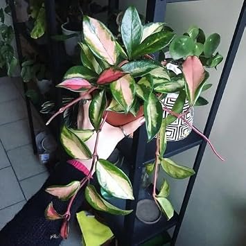 100pcs Tricolor Hoya carnosa Plant Seeds