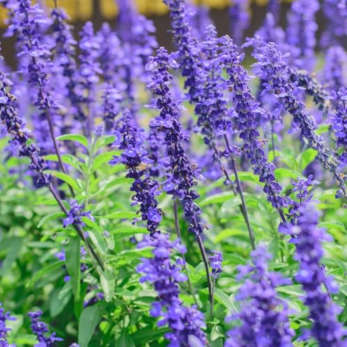 Clovers Garden Victoria Blue Salvia Plants Two (2) Live Plants Non-GMO - Not Seeds - Each 4 to 8 Tall in 4 Inch Pots Vibrant Blooms Pollinator Magnet