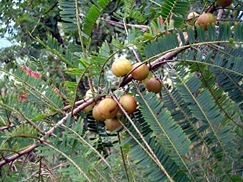 7 ocean Plus Indian Gooseberry, Malacca Tree, or Amla Live Plant