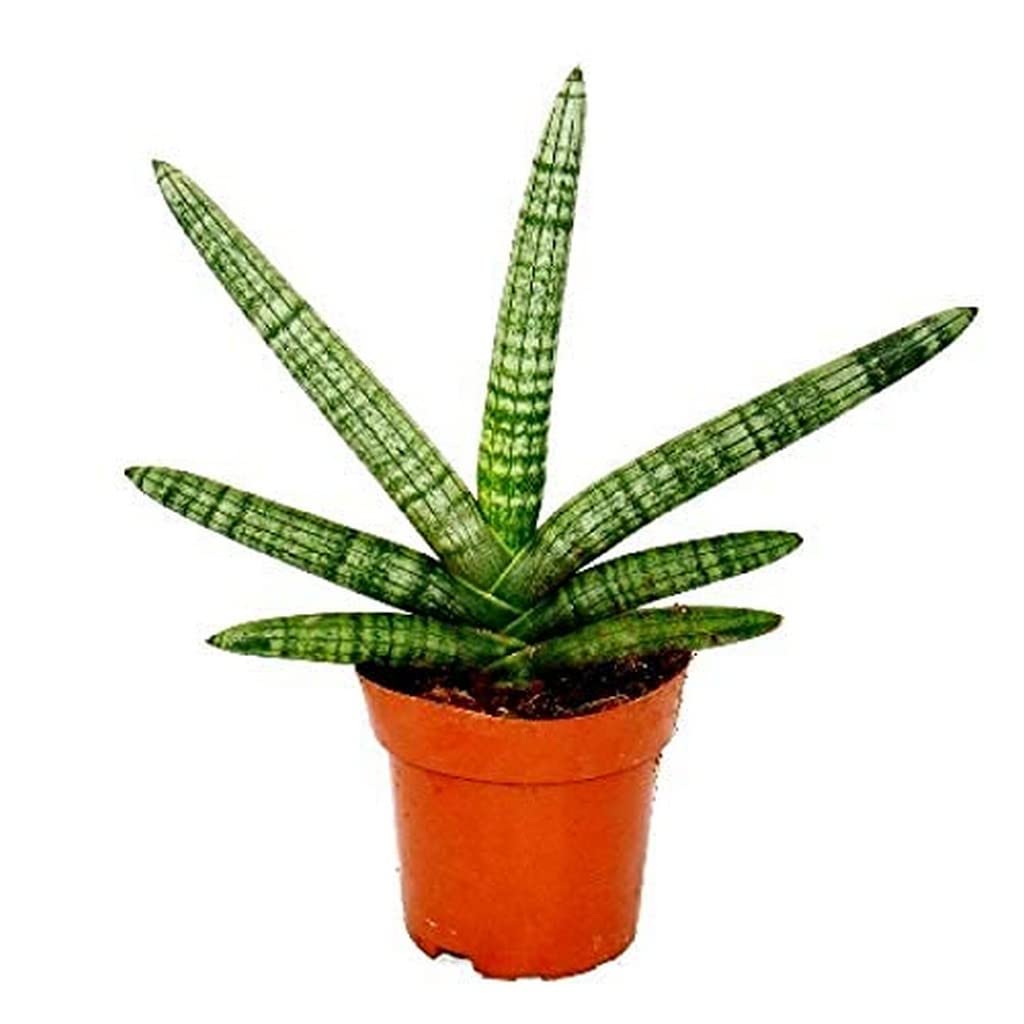 OhhSome Exotic Rare Plants Sansevieria Cylindrica Boncel (Healthy Live Plant) (B09QT5Y55S) Amazon Price History, Amazon Price Tracker